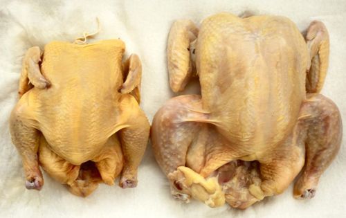 An overhead shot of two chickens laying breast-side up on a layer of paper towels. The one on the left is a small Cornish hen; the chicken on the right is much larger.
