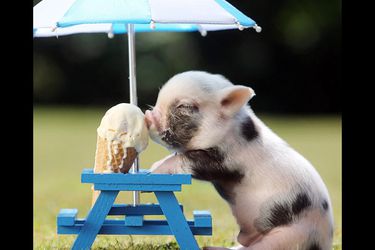 20130709-pig-eating-ice-cream.jpg