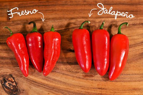 A side by side comparison of Fresno and jalapeno chiles. 