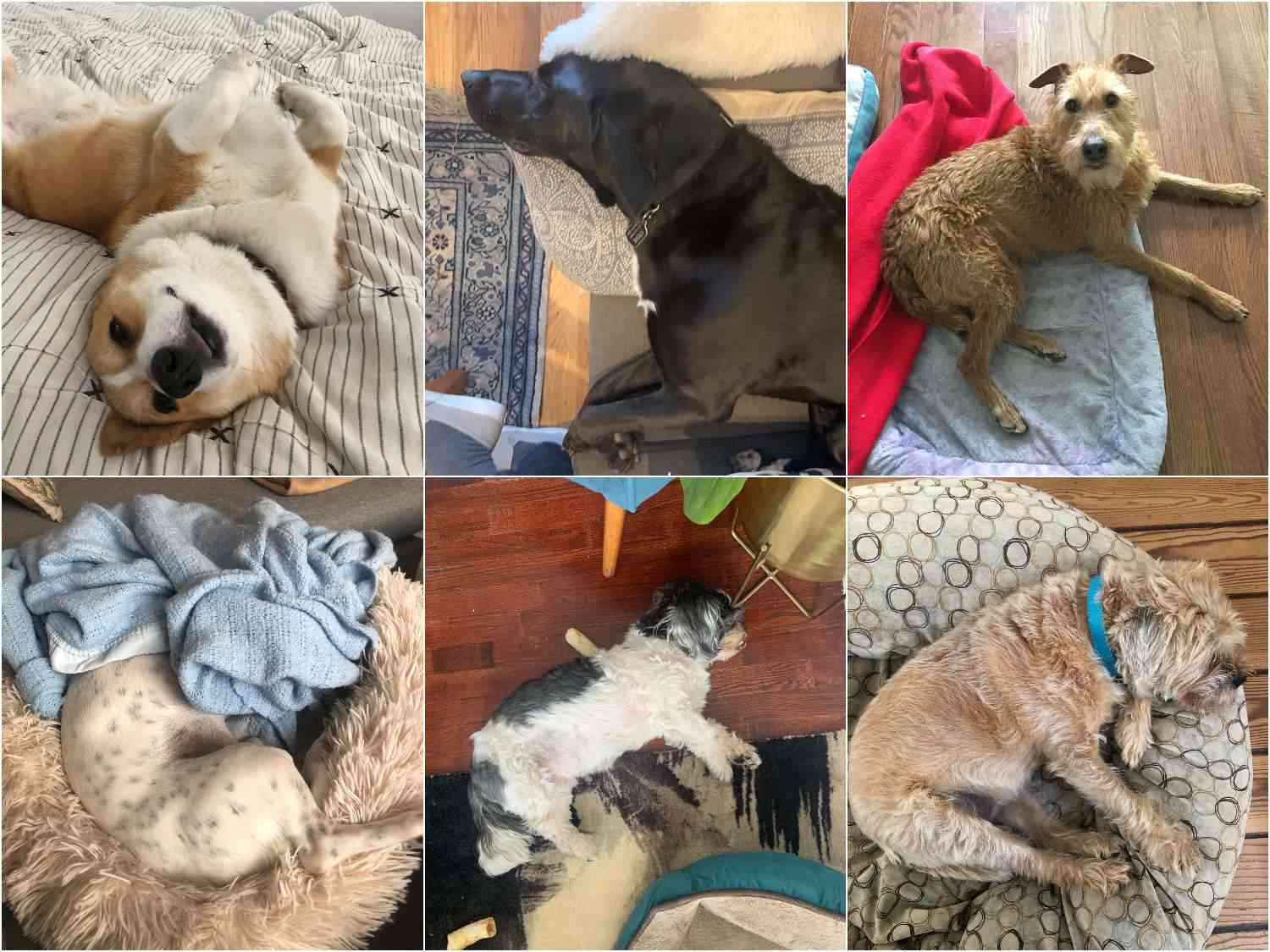 collage of the dogs of serious eats