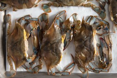 Soft- shells crabs on a towel-lined sheet pan