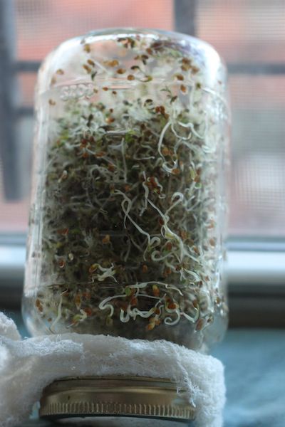 Alfalfa sprouts resting in a mason jar