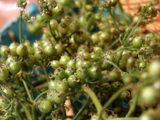 20120527coriander.jpg