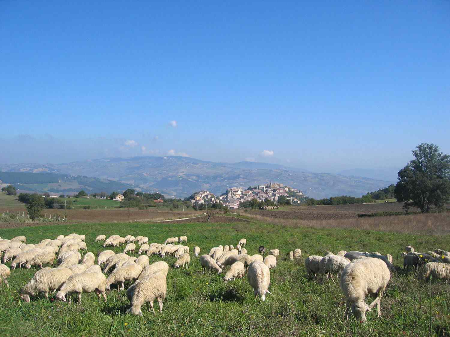 Sheep grazing in a meadow with mountains in the background.