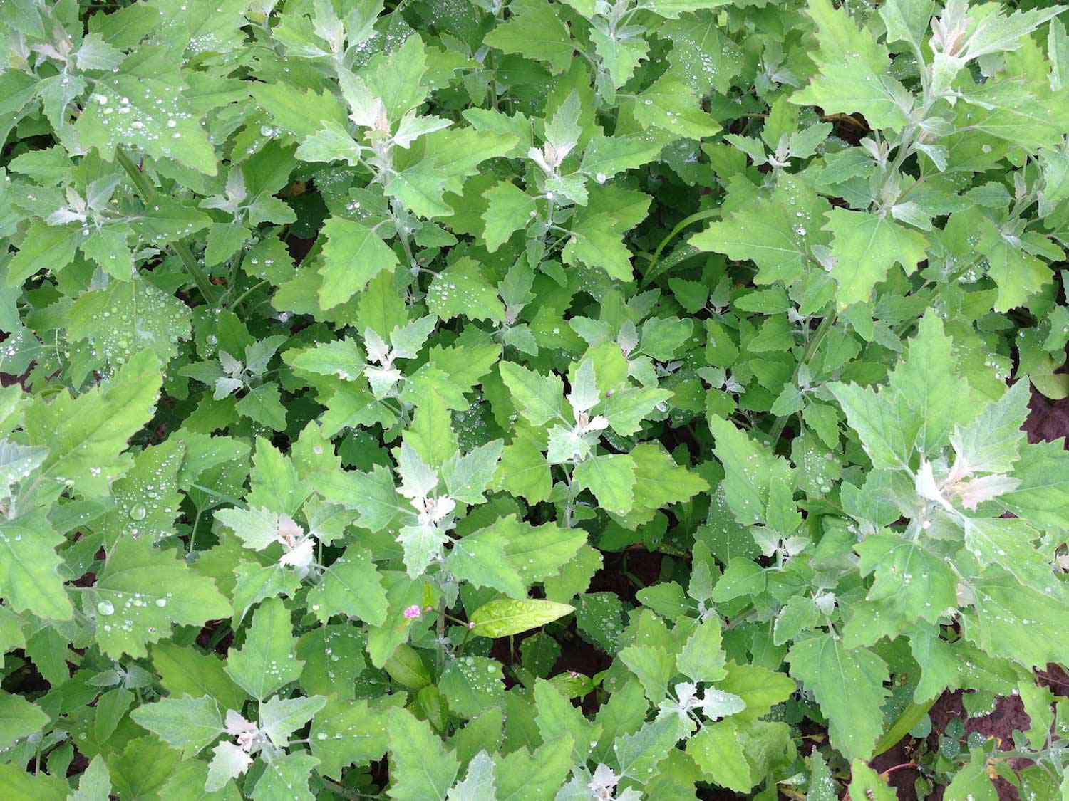 Lambsquarters-edit.jpg