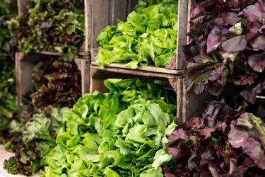 20180620-willow-wisp-farm-greg-swartz-vicky-wasik-2