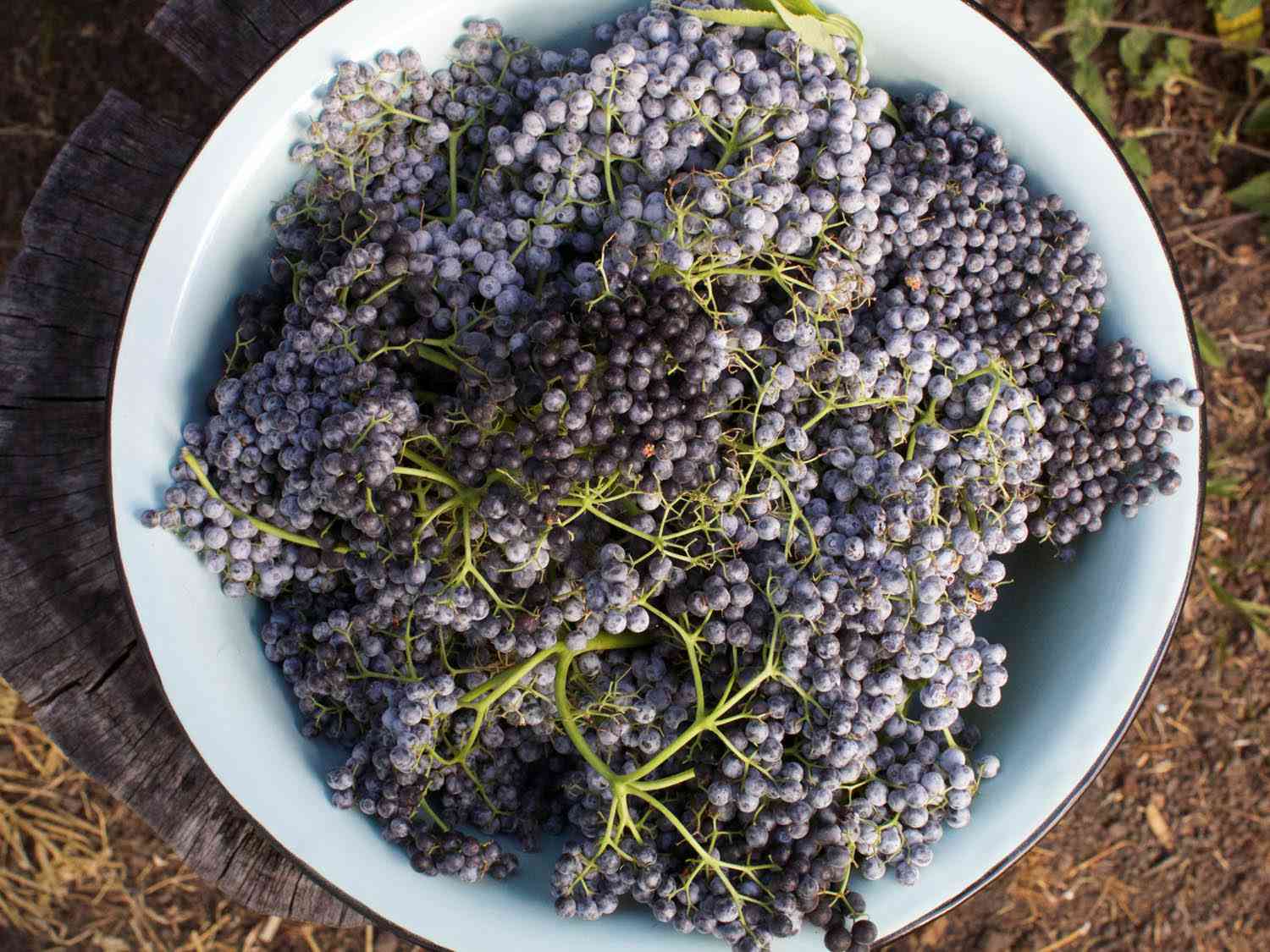 Overhead shot of clusters of pale purple elderberries in a white bowl