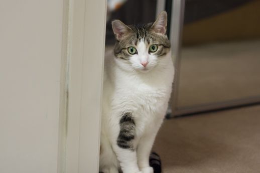A white and gray cat peers around a door jamb with a concerned look. 