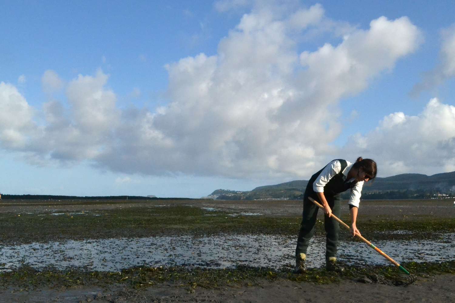 A person on a mud flat digging for clams with a clamming rake.