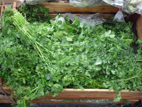20100427cilantro.jpg