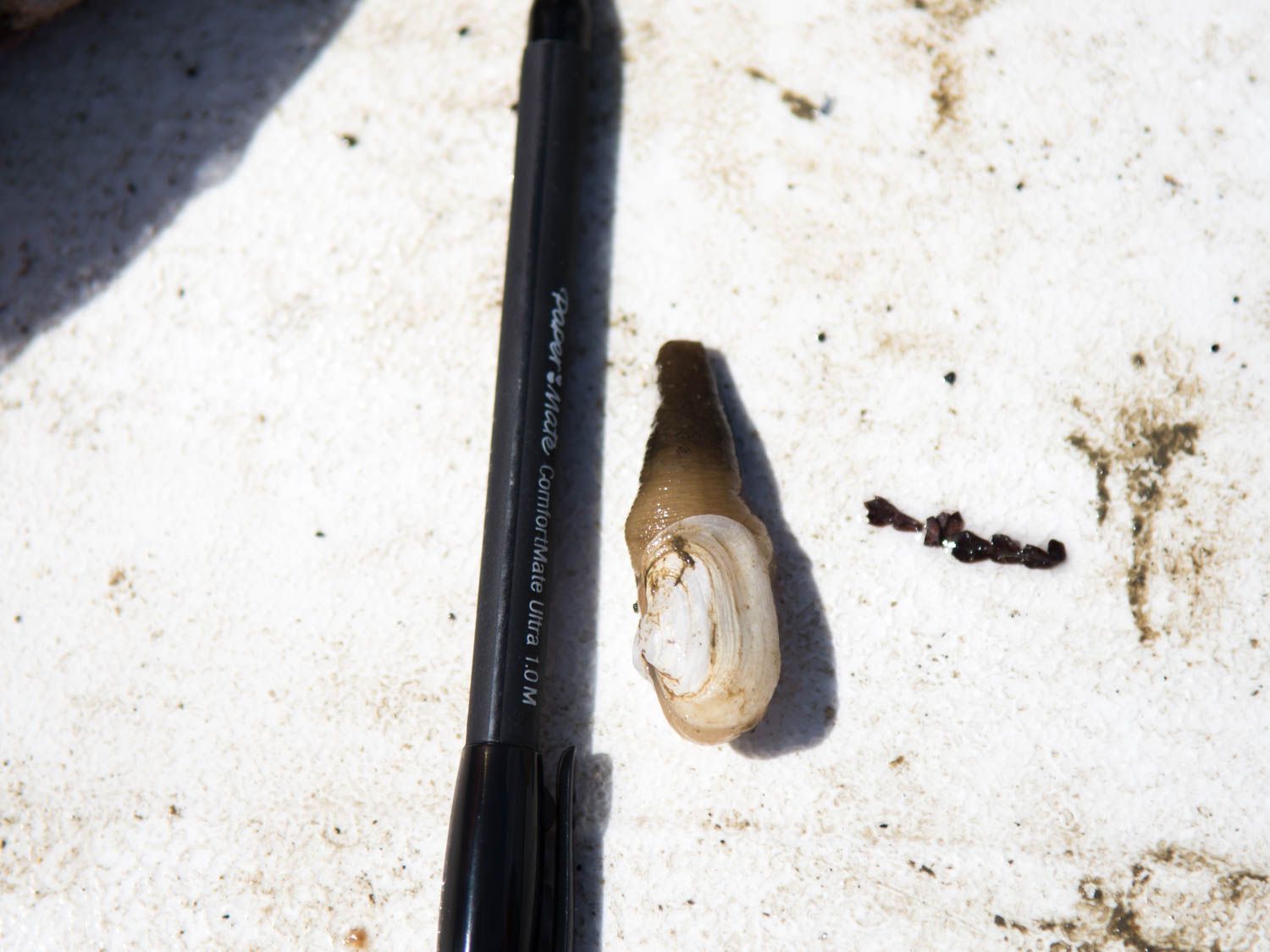 05062105-tomky-geoduck-baby-ready-to-plant.jpg