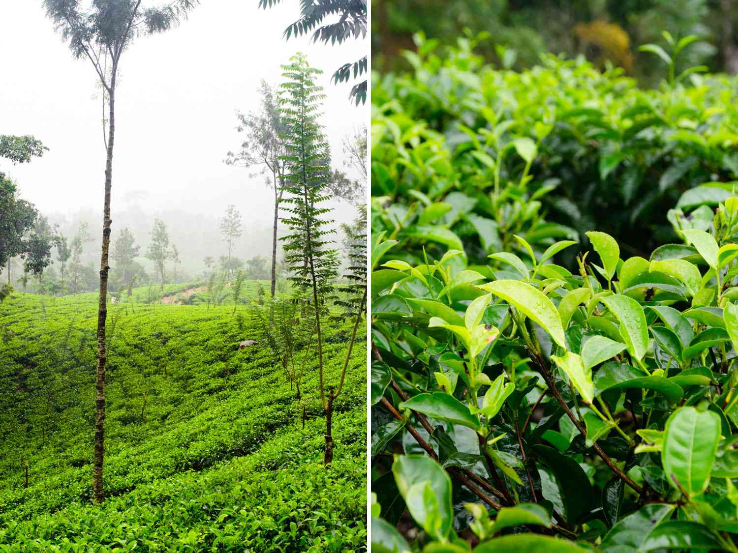 Two photos, a tea field in Taiwan, and a closeup of the Camellia sinensis plant.