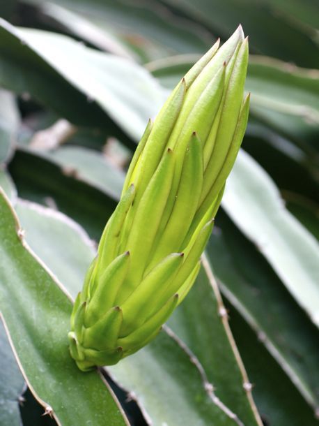 Dragon Fruit Bud