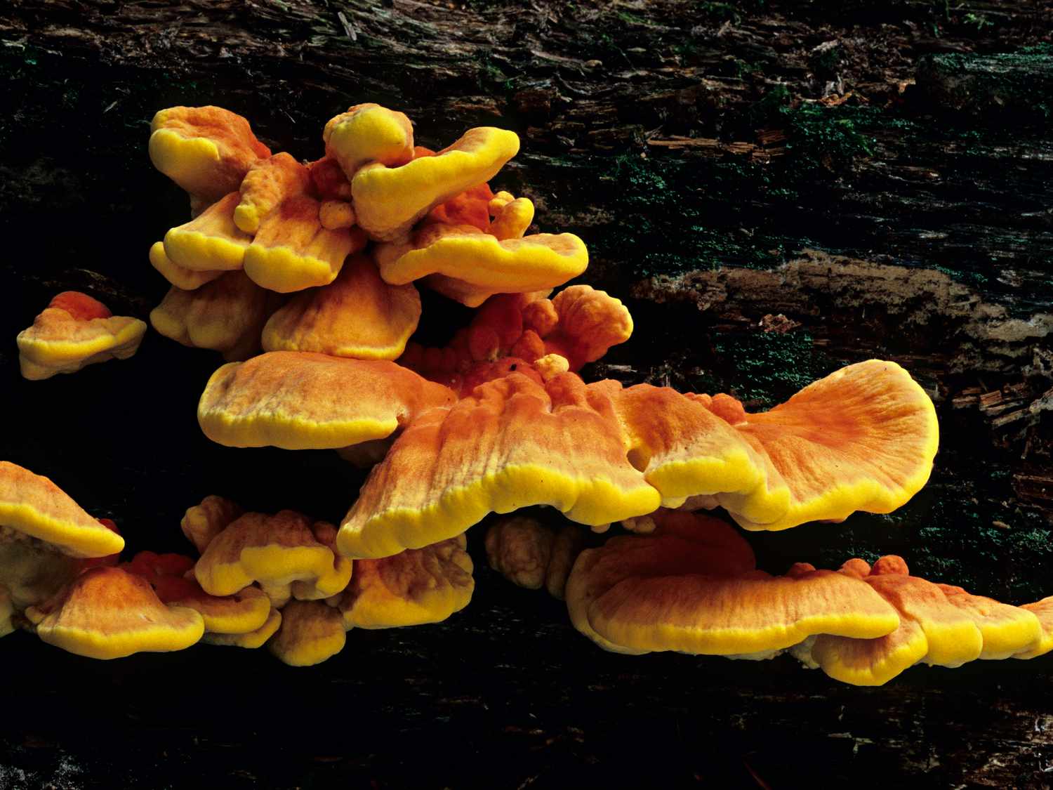 Chicken of the woods