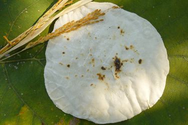 Overhead view of a bhakri flatbread, placed on a very large leaf with the unthreshed stem from a rice plant placed on top.