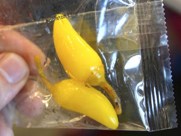 Two In-N-Out chiles in a plastic bag