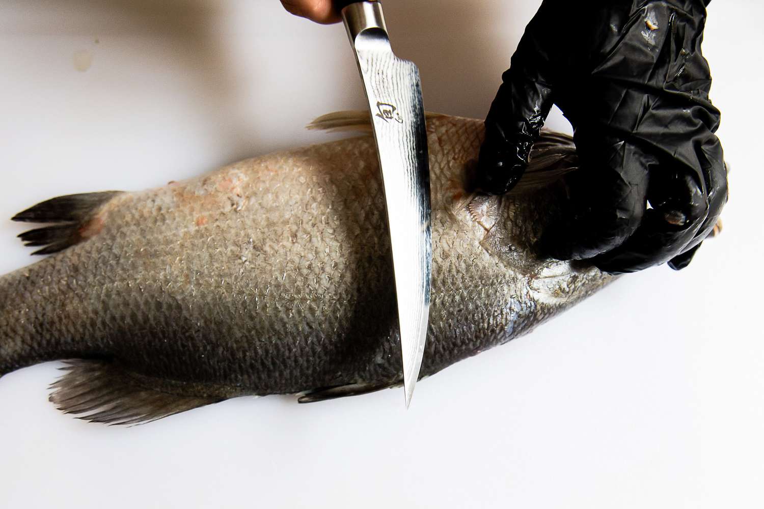 A person using the Shun Classic 6" Boning & Fillet Knife to slice a fish