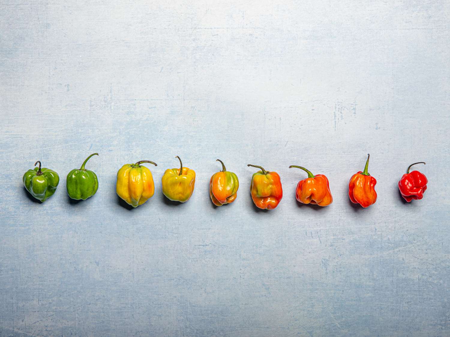 A row of scotch bonnets lined up in a gradient from green to red