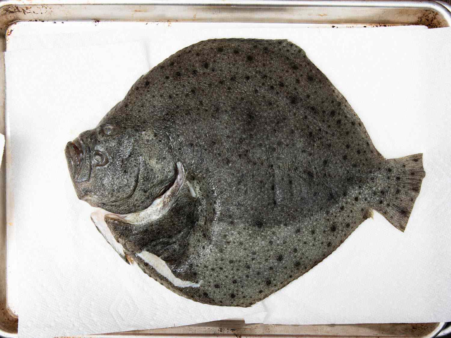 Whole turbot set on paper towels on a rimmed baking sheet.