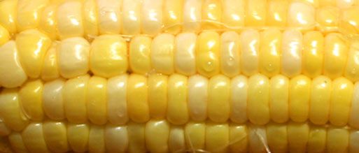 Closeup of a shucked ear of yellow sweet corn.