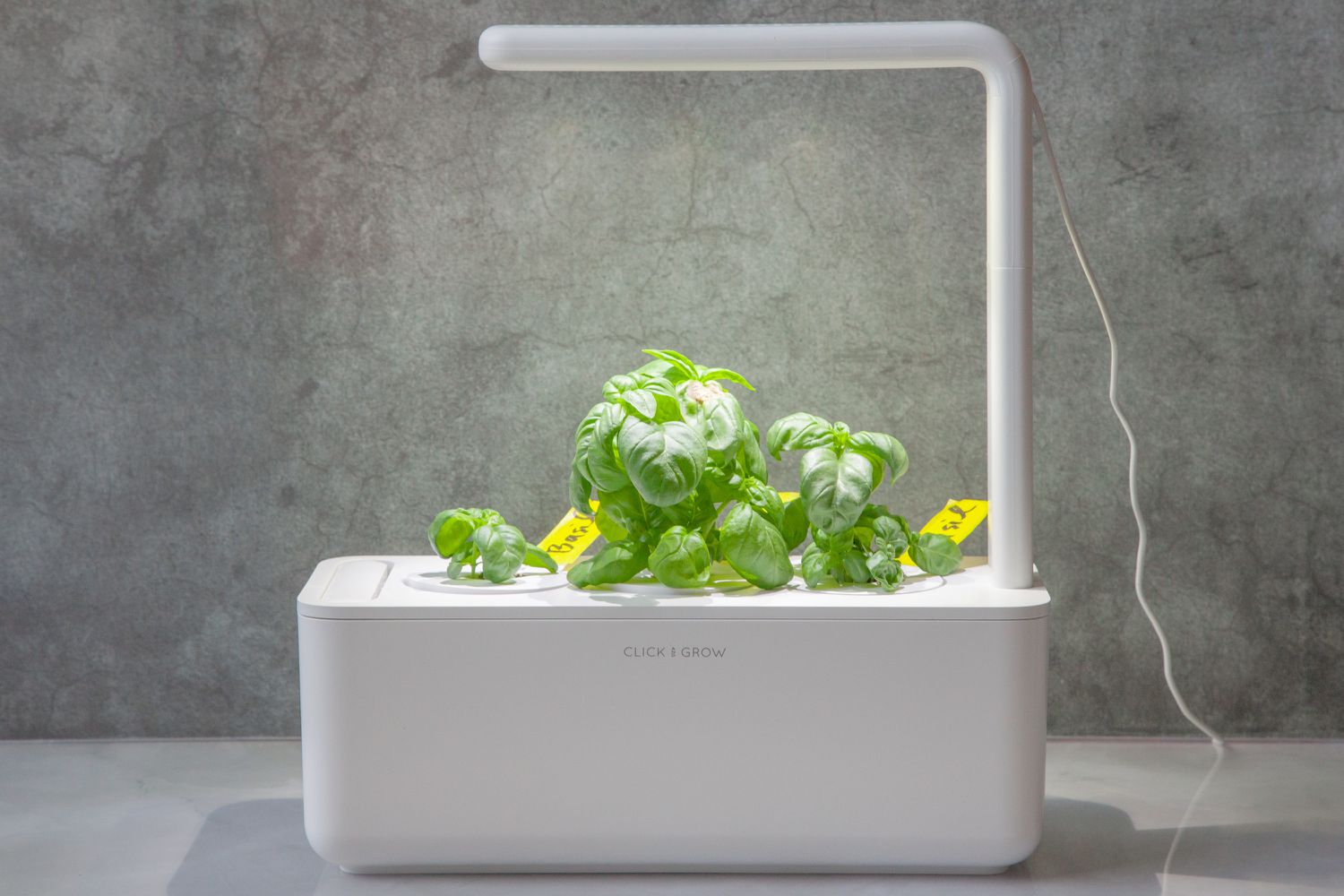 herbs starting to grow in the click and grow herb garden