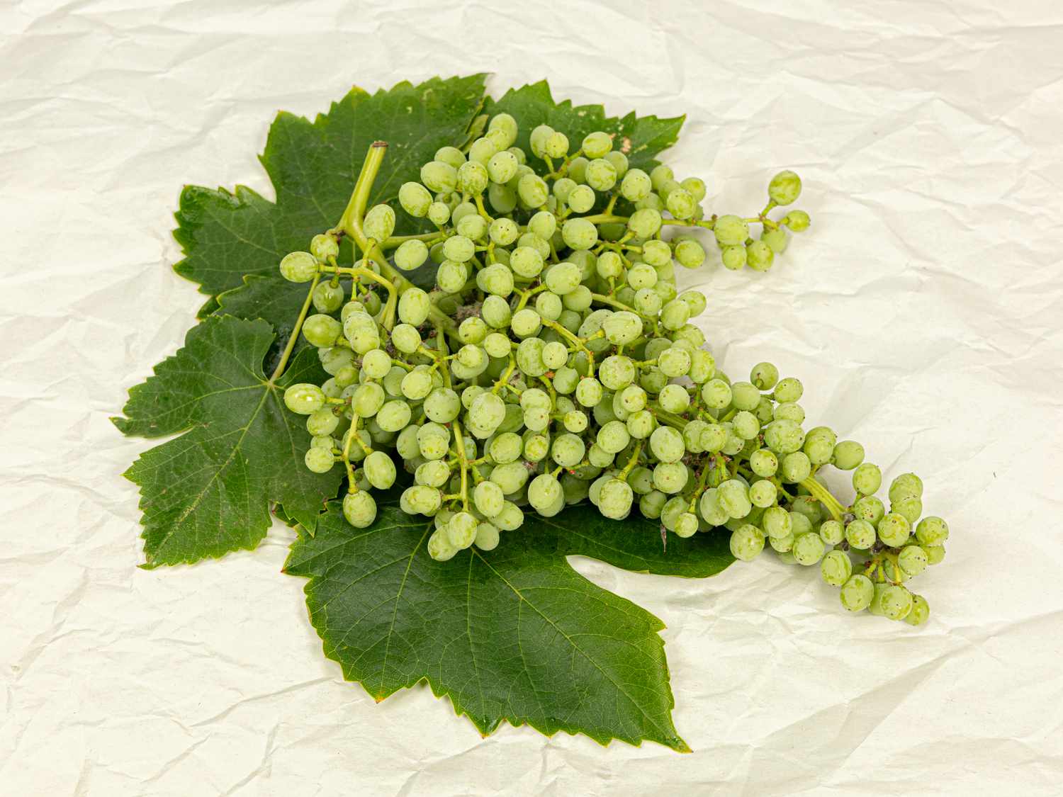 Overhead view of grapes
