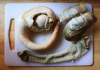 raw geoduck on a cutting board