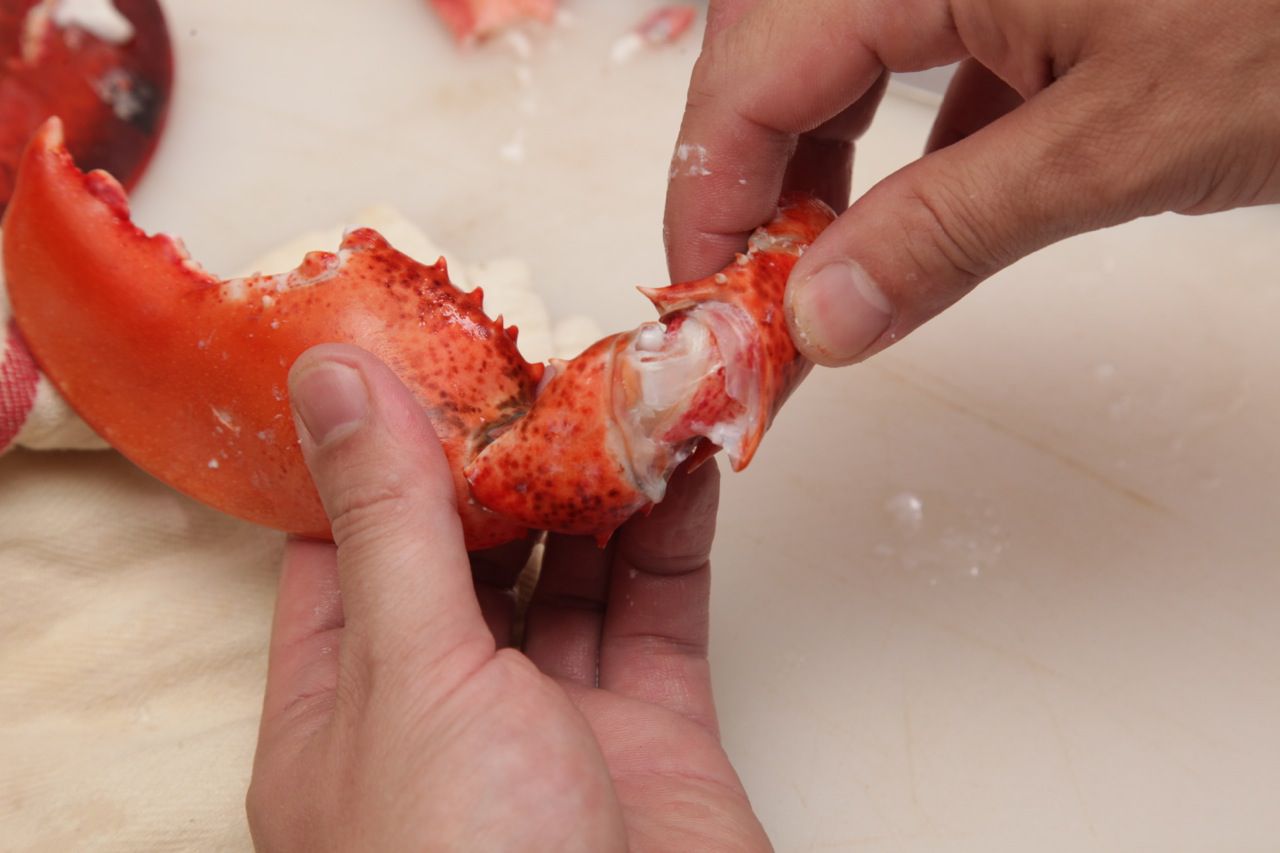 Pulling the meat out of a lobster knuckle