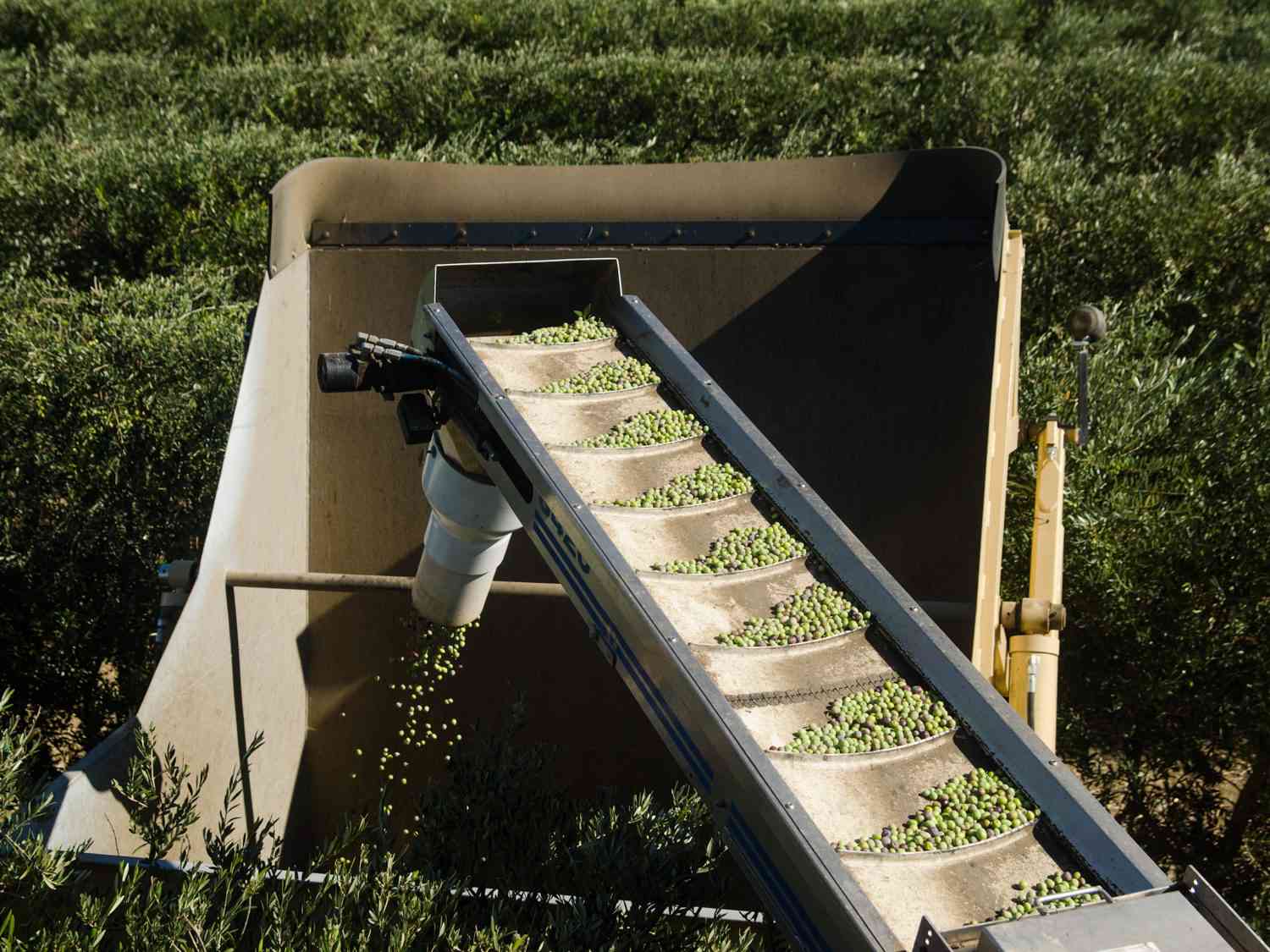 Olives being harvested in California.