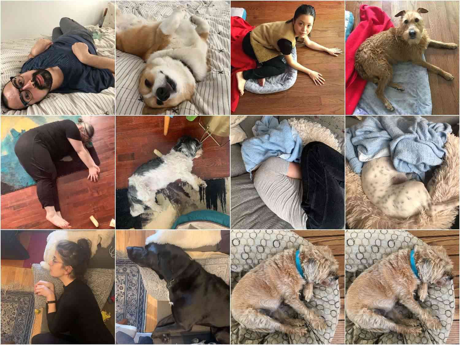 Collage of Serious Eats staffer mimicking their pets in photos
