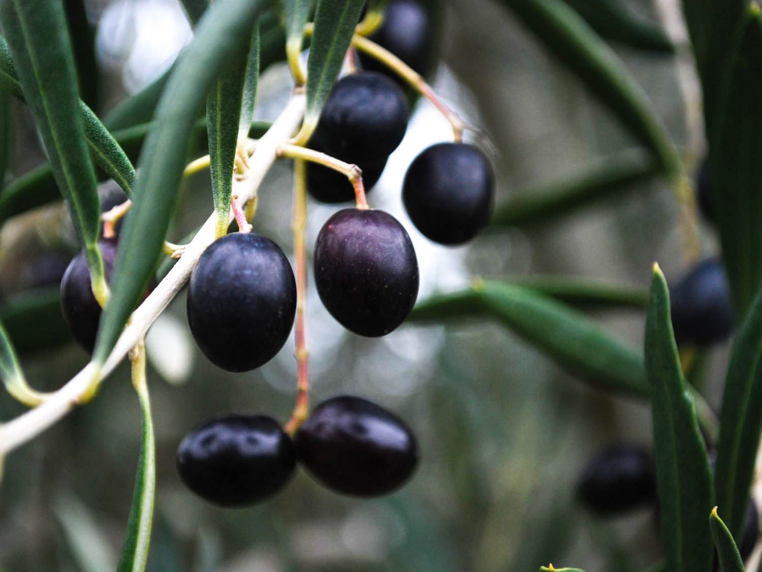 Closeup of black olives on the branch of an olive tree