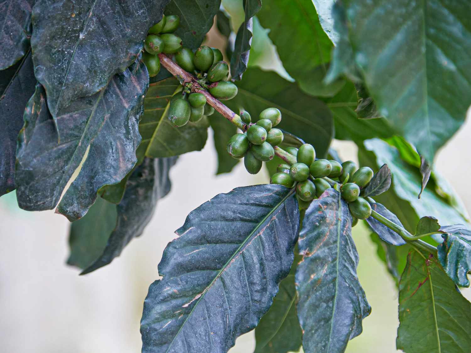Coffee cherries.