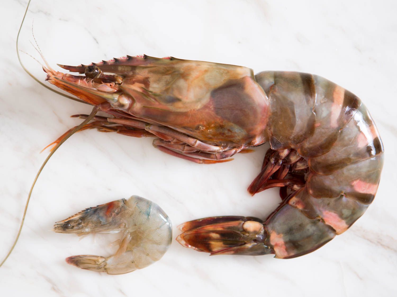 Side by side size comparison of raw tiger and regular shrimps