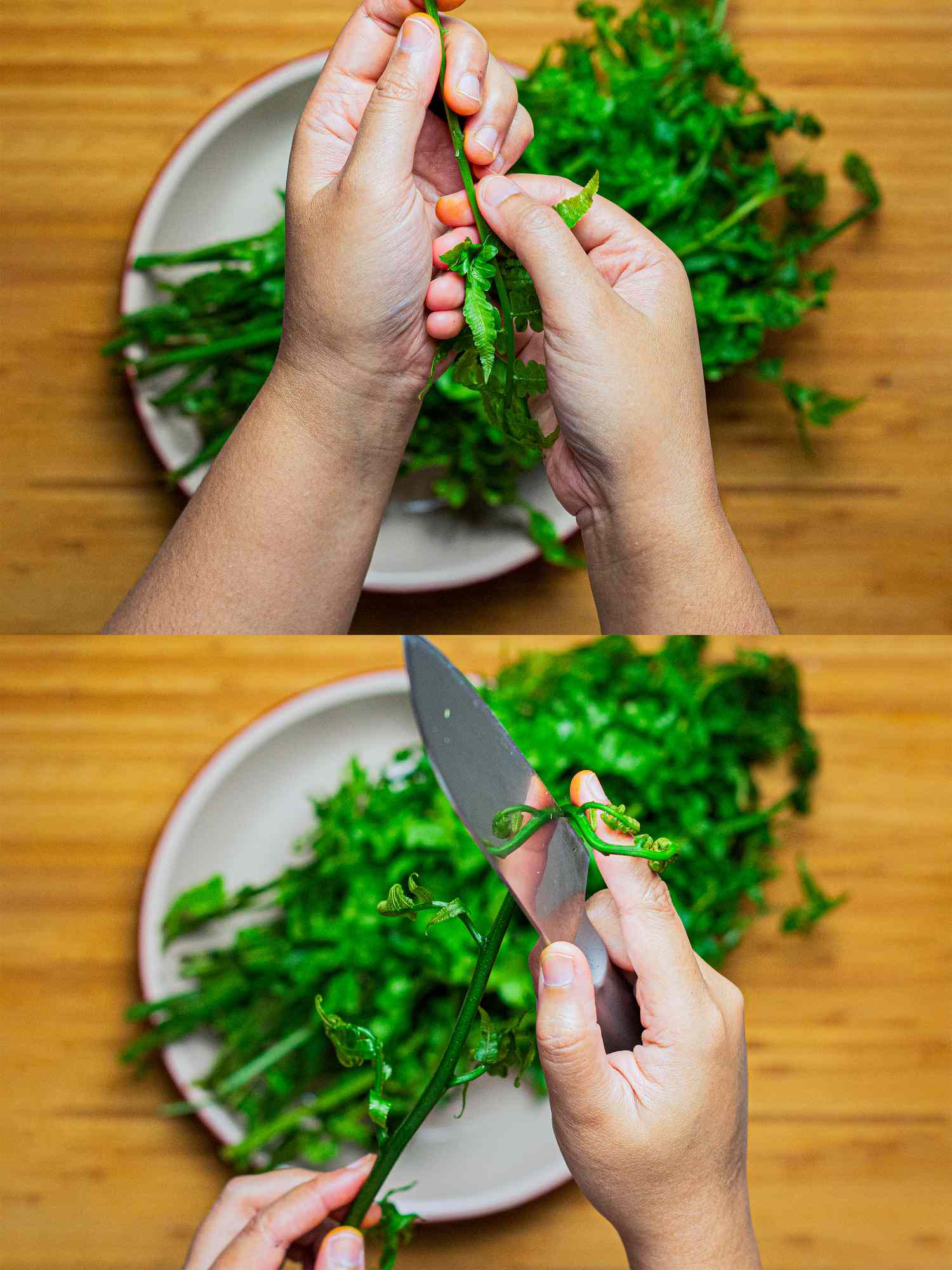 Cleaning and trimming fiddlehead ferns.