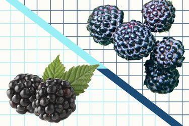 Graphic of blackberries and black raspberries