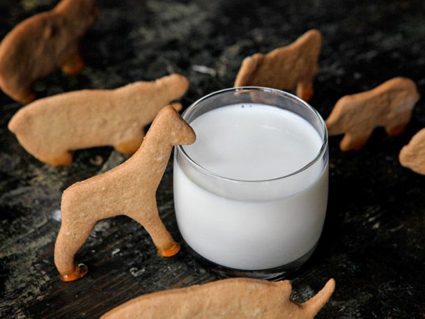 A giraffe-shaped animal cracker, propped upright next to a glass of milk. The giraffe looks as though it's trying to drink from the glass.