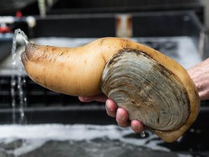 05062105-tomky-geoduck-adult.jpg
