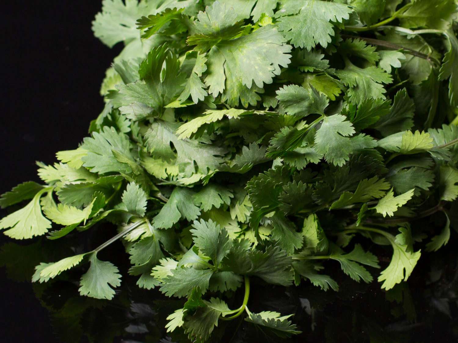 20140908-aguachile-ingredients-vicky-wasik-19-cilantro.jpg