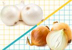 Graphic of white vs yellow onions 