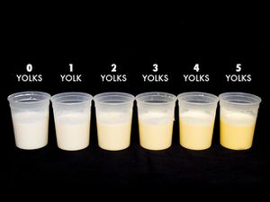 A row of six quart-size deli cups, each holding cream mixed with a different number of egg yolks ranging from 0 yolks to 5 yolks. The liquid inside is more yellow as the number of yolks increases. 