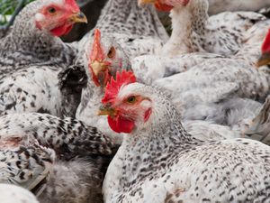 A group of chickens at an industrial farm.