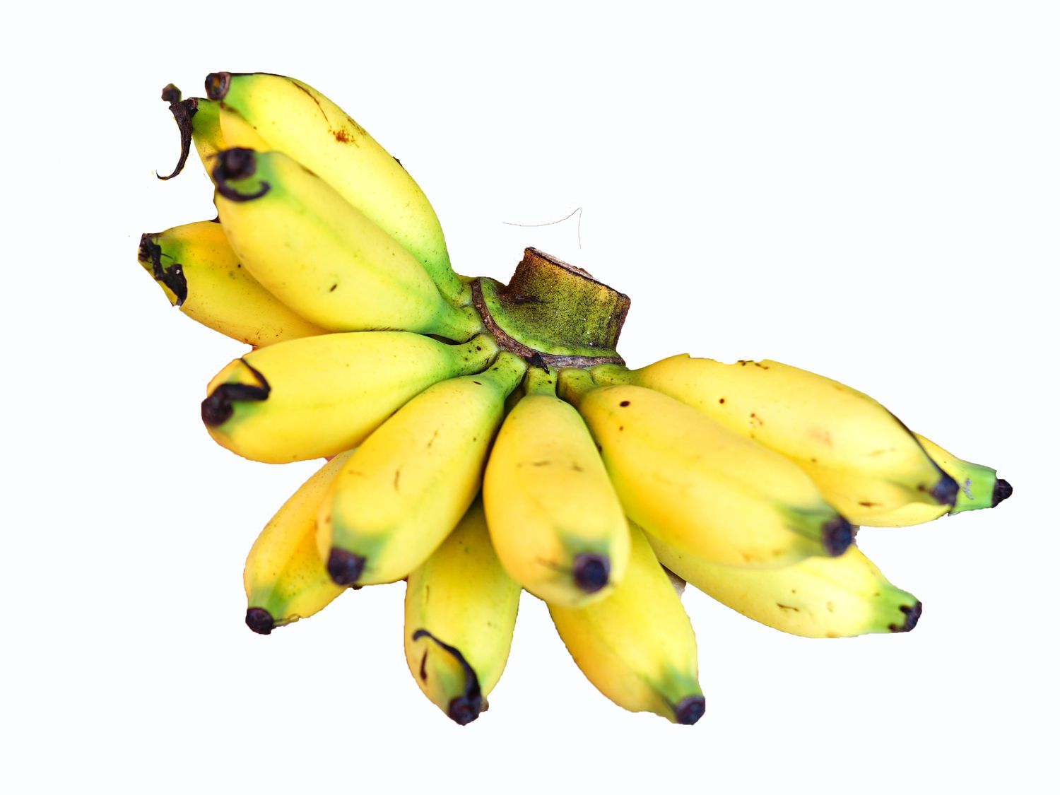 Bunch of Manzano Bananas