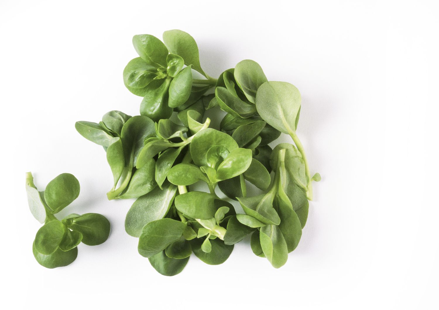 A cluster of green leafy vegetables