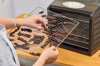 A person holding the tray with food of Samson Silent Dehydrator
