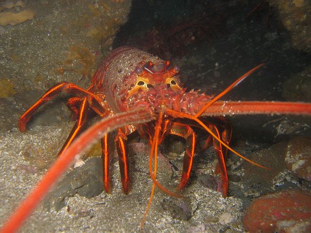20130527-spiny-lobster-.jpg
