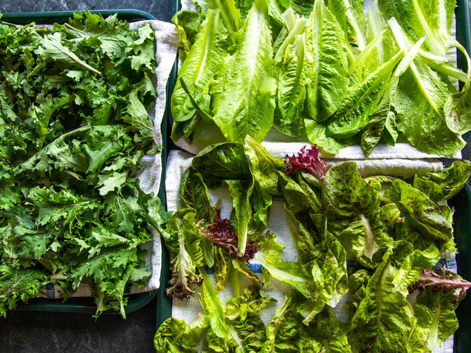 Three towel-lined trays filled with freshly washed kale and lettuce.