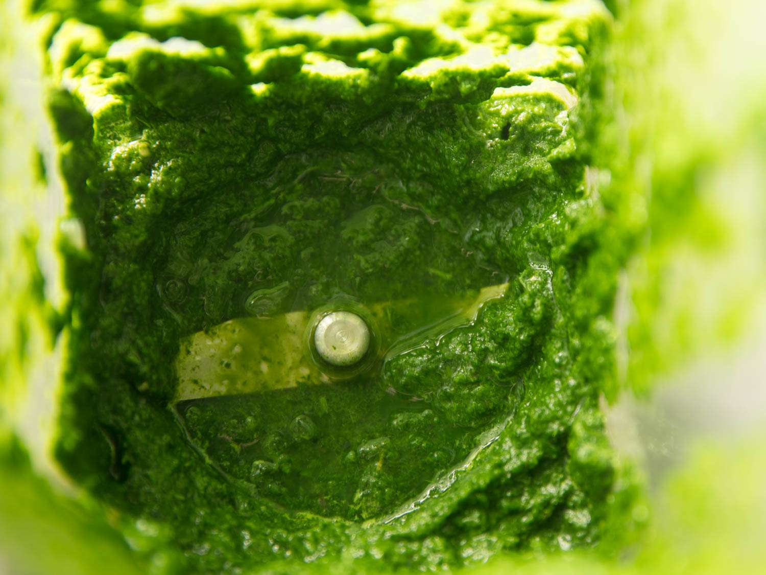 The pureed mint chutney in the bowl of a high speed blender.