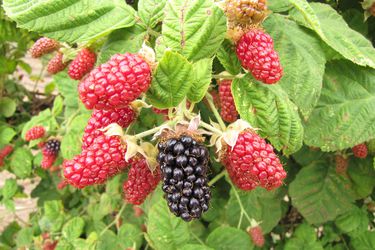 Closeup of a cluster of marionberries ripening on the vine. 