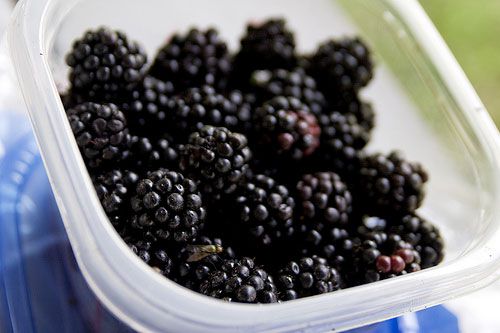 20090925-blackberries-ctbcakerecipe.jpg