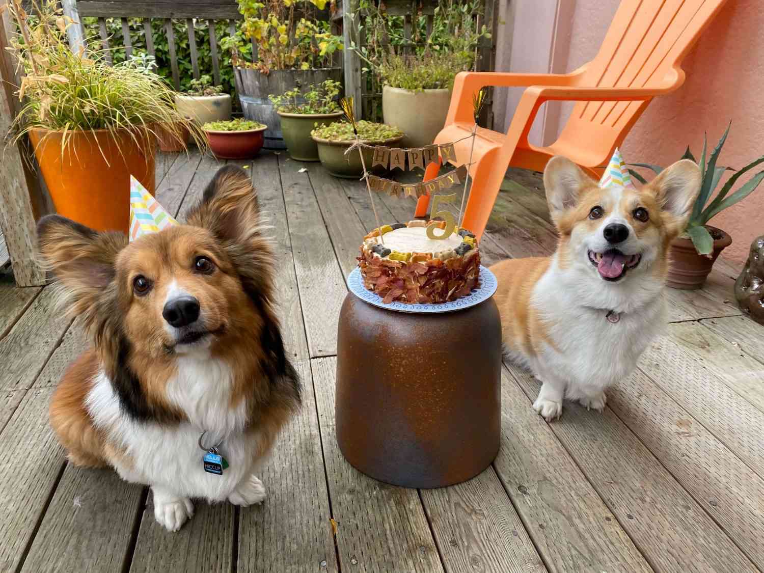 Hiccup the corgi with his birthday cake and his friend